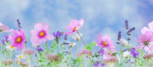 wild flowers 571940 1920 300x133 - wild-flowers-571940_1920